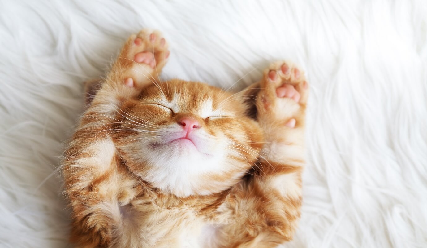 A cat lying on a mat image